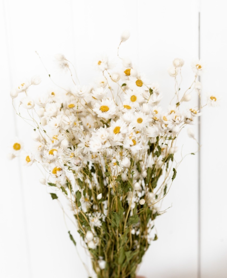 Dried Flowers - White Rhodanthe Bunch (Paper Daisies)