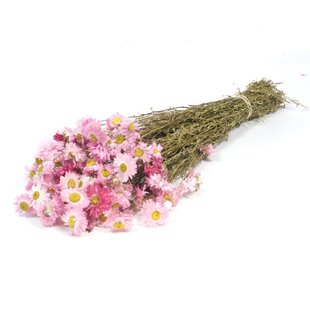 Gedroogde roze Acroclinium, lengte ± 45 centimeter