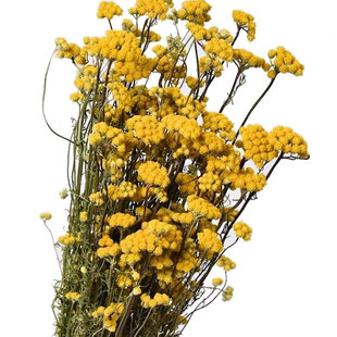 Gedroogde gele Lonas Aanua, lengte ± 40 centimeter
