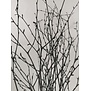 Dried birch branches black