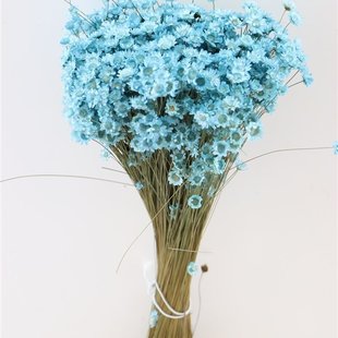 Dried Glixia aqua blue