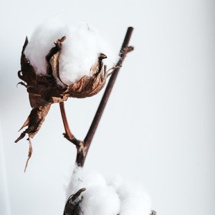 Cotton branches with cotton balls in various lengths