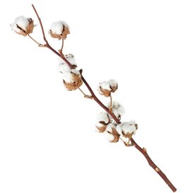 Cotton branches | various lengths
