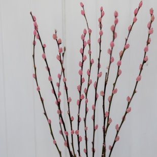 Pink willow catkins dried flowers