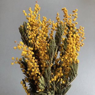 Dried yellow Mimosa, length 65 centimetres