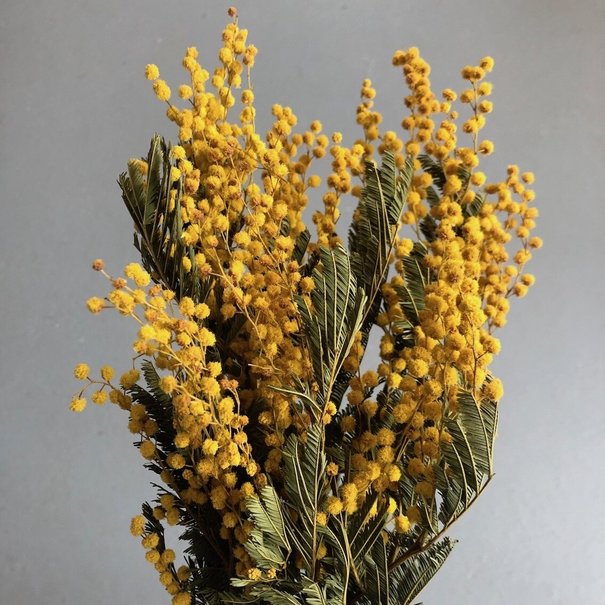 Bries aan Zee Gele Mimosa droogbloemen | Lengte 65 cm | Per bos te bestellen