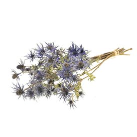 Dried Eryngium 'blue star' natural blue