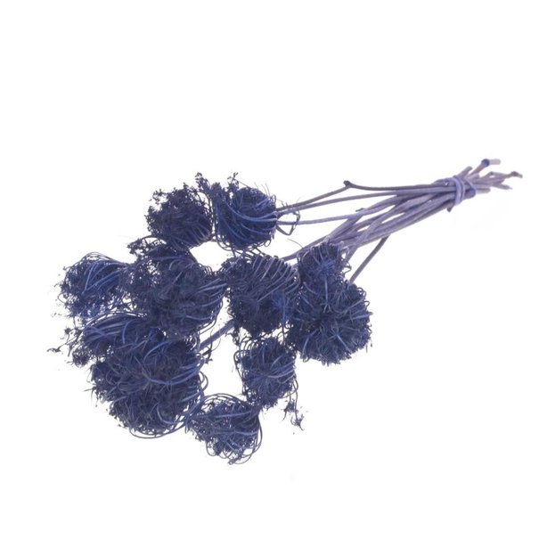 Bries aan Zee  Ammi Majus dark blue dried flowers | Length ± 70 cm | Packed per 10 pieces