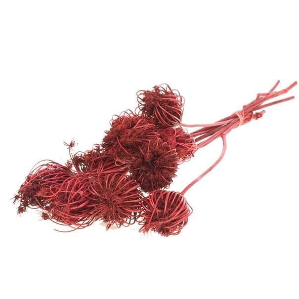 Bries aan Zee Ammi Majus red dried flowers | Length ± 70 cm | Packed per 10 pieces