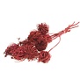Ammi Majus red dried flowers | Length ± 70 cm | Packed per 10 pieces