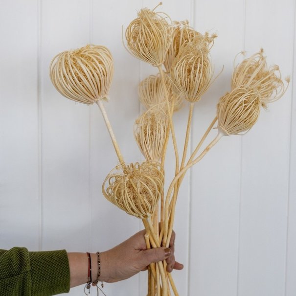 Bries aan Zee  Ammi Majus bleached white dried flowers | Length ± 70 cm | Packed per 10 pieces