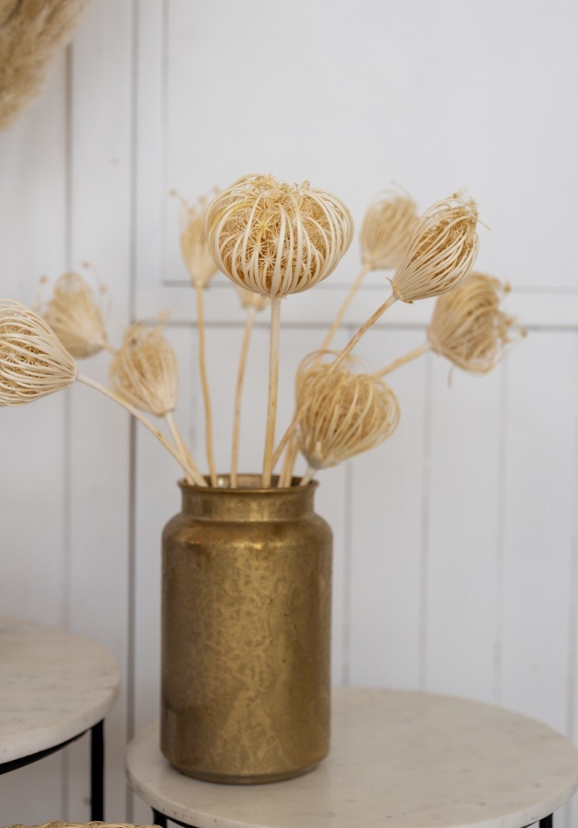 Ammi Majus bleached white dried flowers, Length ± 70 cm