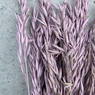 Dried Oats lilac misty