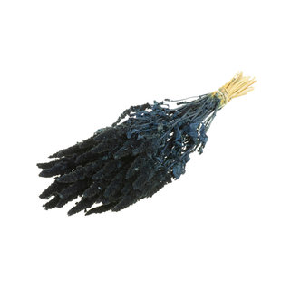 Dried Amaranthus dark blue
