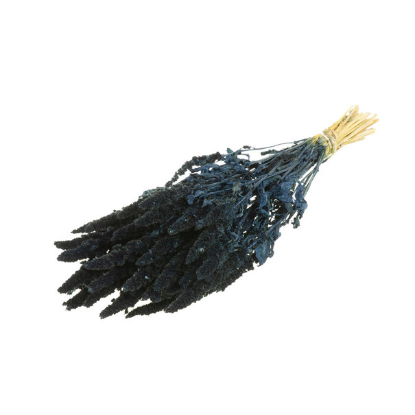 Bries aan Zee  Amaranthus dark blue dried flowers | Length ± 60 cm | Available per bunch