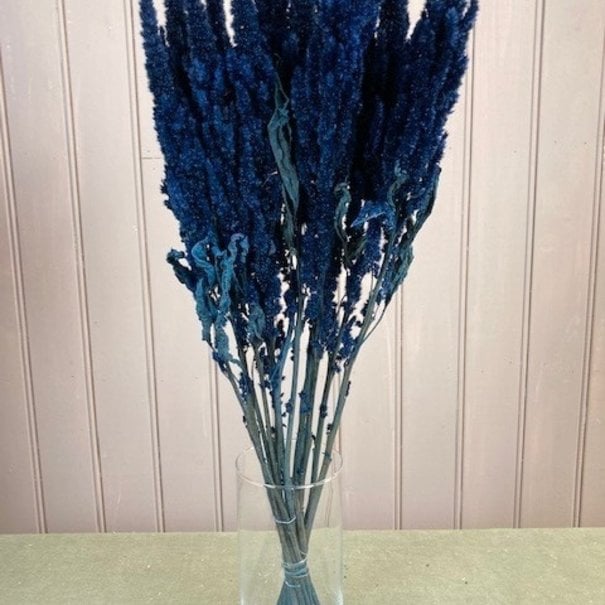 Amaranthus dark blue dried flowers, Length ± 60 cm, Per bunch 
