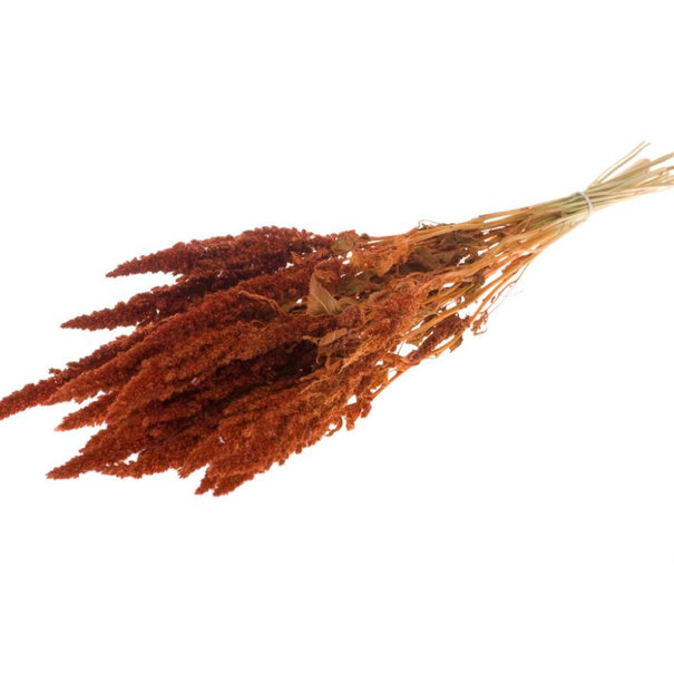 Bries aan Zee  Amaranthus intense orange dried flowers | Length ± 60 cm | Available per bunch