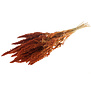 Amaranthus intense orange dried flowers | Length ± 60 cm | Available per bunch
