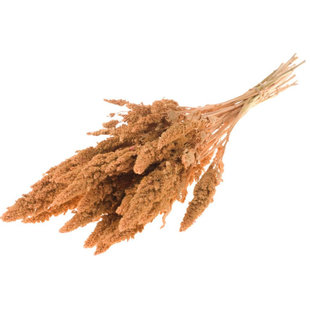 Dried Amaranthus coral color msity
