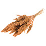 Amaranthus coral color msity dried flowers | Length ± 60 cm | Available per bunch