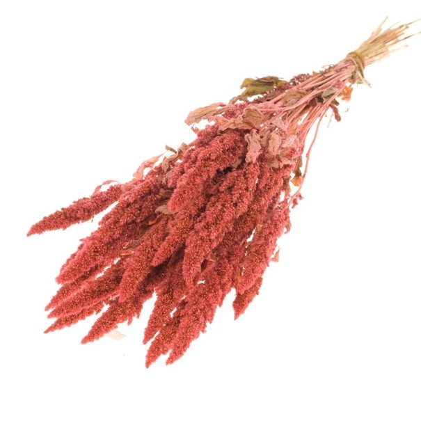 Bries aan Zee  Amaranthus pink dried flowers | Length ± 60 cm | Available per bunch