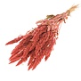 Amaranthus pink dried flowers | Length ± 60 cm | Available per bunch