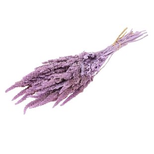 Dried Amaranthus lilac misty