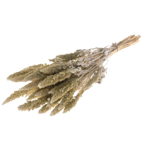 Bries aan Zee  Amaranthus white misty dried flowers | Length ± 60 cm | Available per bunch
