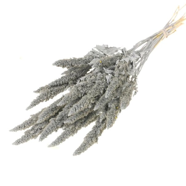 Bries aan Zee  Amaranthus gray misty dried flowers | Length ± 60 cm | Available per bunch