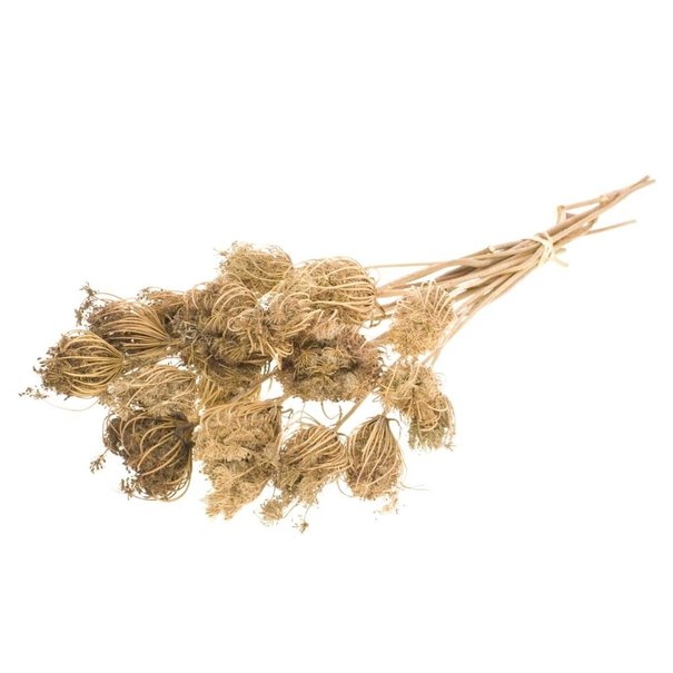 Bries aan Zee  Ammi Majus natural dried flowers | Length ± 70 cm | Packed per 10 pieces