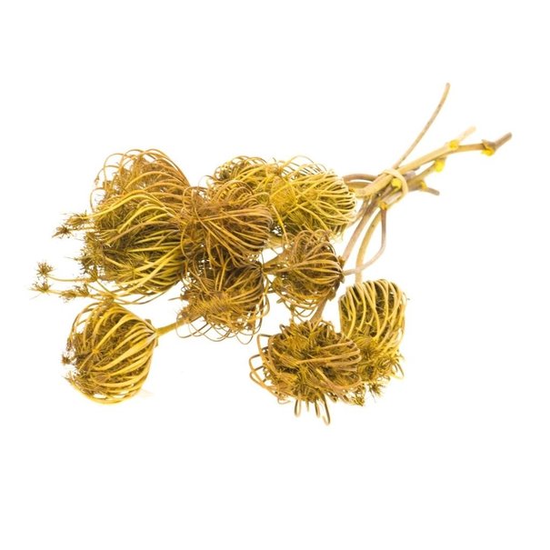 Bries aan Zee  Ammi Majus yellow dried flowers | Length ± 70 cm | Packed per 10 pieces
