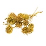 Ammi Majus yellow dried flowers | Length ± 70 cm | Packed per 10 pieces