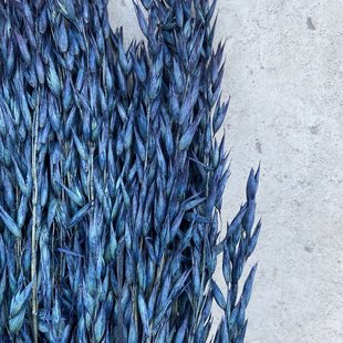 Dried Oats blue