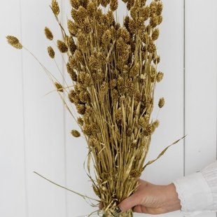 Dried Phalaris 60cm golden