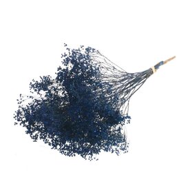 Dried Broom Bloom dark blue | Length ± 50 cm