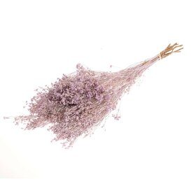 Dried Broom bloom lilac misty
