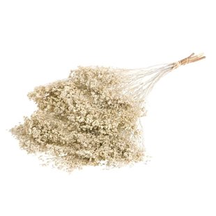 Dried Broom Bloom white misty | Length ± 50 cm