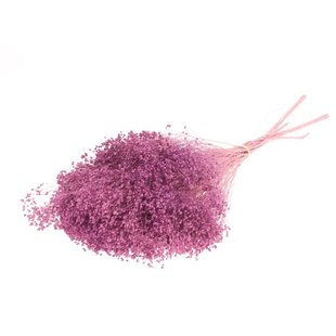 Dried Broom Bloom Bunch Preserved Bleached Lilac