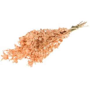 Dried Bidens (Carthamus) salmon color misty