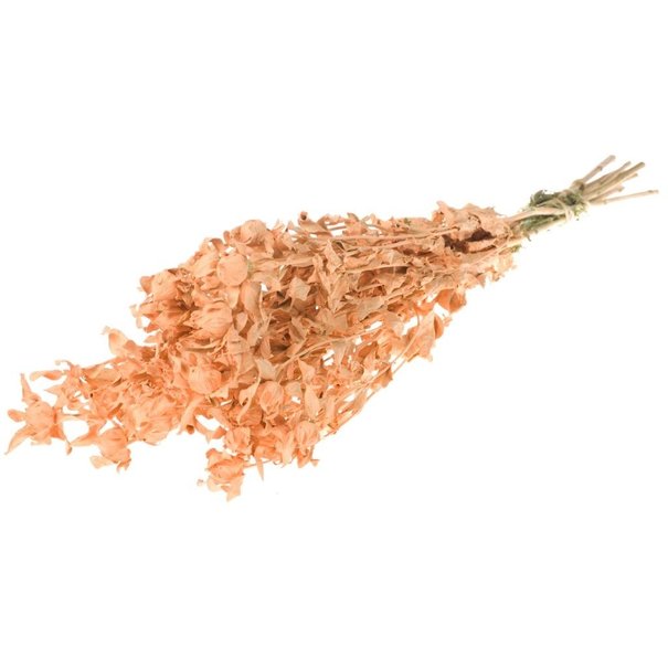 Bries aan Zee Bidens (Carthamus) salmon misty dried flowers | Length ± 70 cm | Available per bunch
