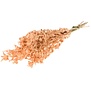 Bidens (Carthamus) salmon misty dried flowers | Length ± 70 cm | Available per bunch
