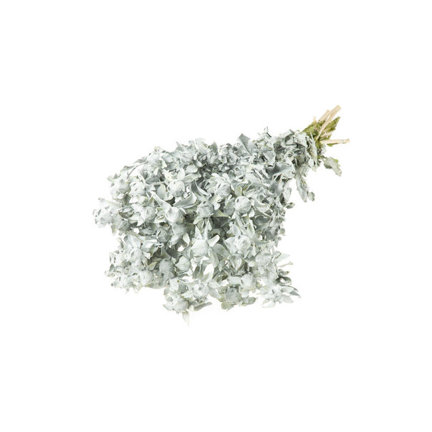 Bries aan Zee Bidens (Carthamus) white misty dried flowers | Length ± 70 cm | Available per bunch