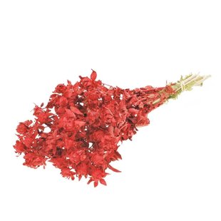 Dried Bidens (Carthamus) red red glitter