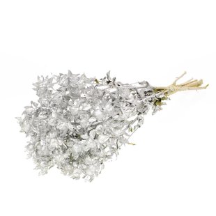 Dried Bidens (Carthamus) silver