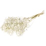 Bidens (Carthamus) white silver glitter dried flowers | Length ± 60 cm | Available per bunch