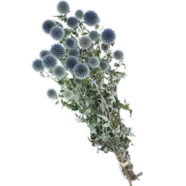 Bries aan Zee Droogbloemen Kogeldistels of Echinops | Natuurlijk blauwe droogbloemen | Lengte ± 65 cm | Per bos verkrijgbaar
