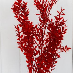 Dried ruscus red