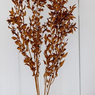 Dried ruscus brown