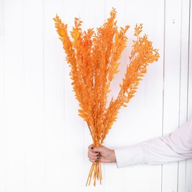 Dried Ruscus ´Di Natalia´ orange