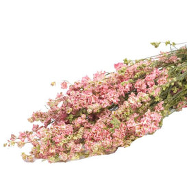 Dried Delphinium Larkspur pink 70 cm